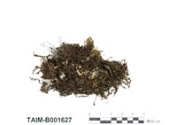 藏品(異枝砂苔)的圖片